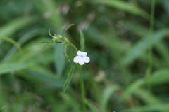 Striga angustifolia